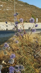 Echinops adenocaulos