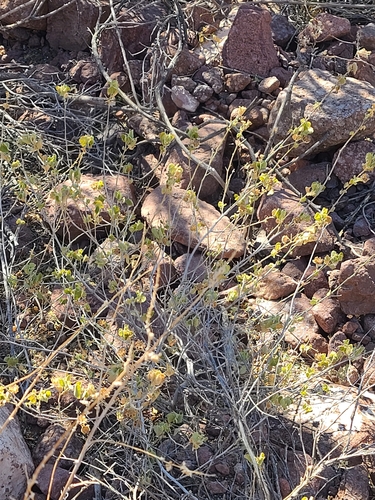 Image of Abutilon abutiloides by no rights reserved
