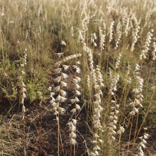 Image of Bouteloua eludens by (c) Sue Carnahan, some rights reserved (CC BY)