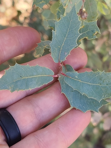 Image of Quercus ajoensis by no rights reserved