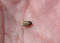 Neottiglossa pusilla