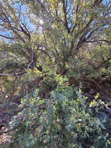 Image of Quercus ajoensis by no rights reserved