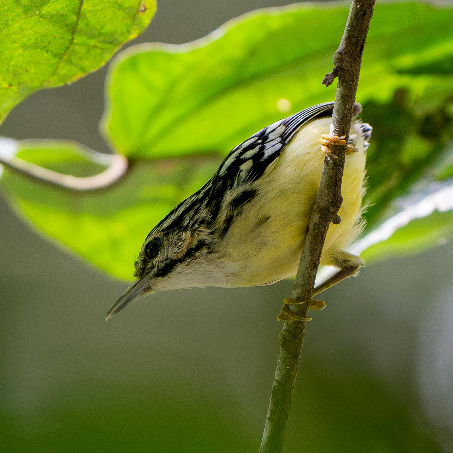 Moustached Antwren (Myrmotherula ignota), photo 2