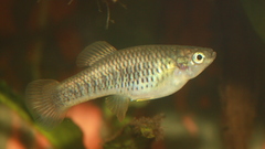 Livebearer photo 4