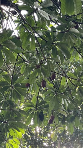 Foto de Abiu-doce