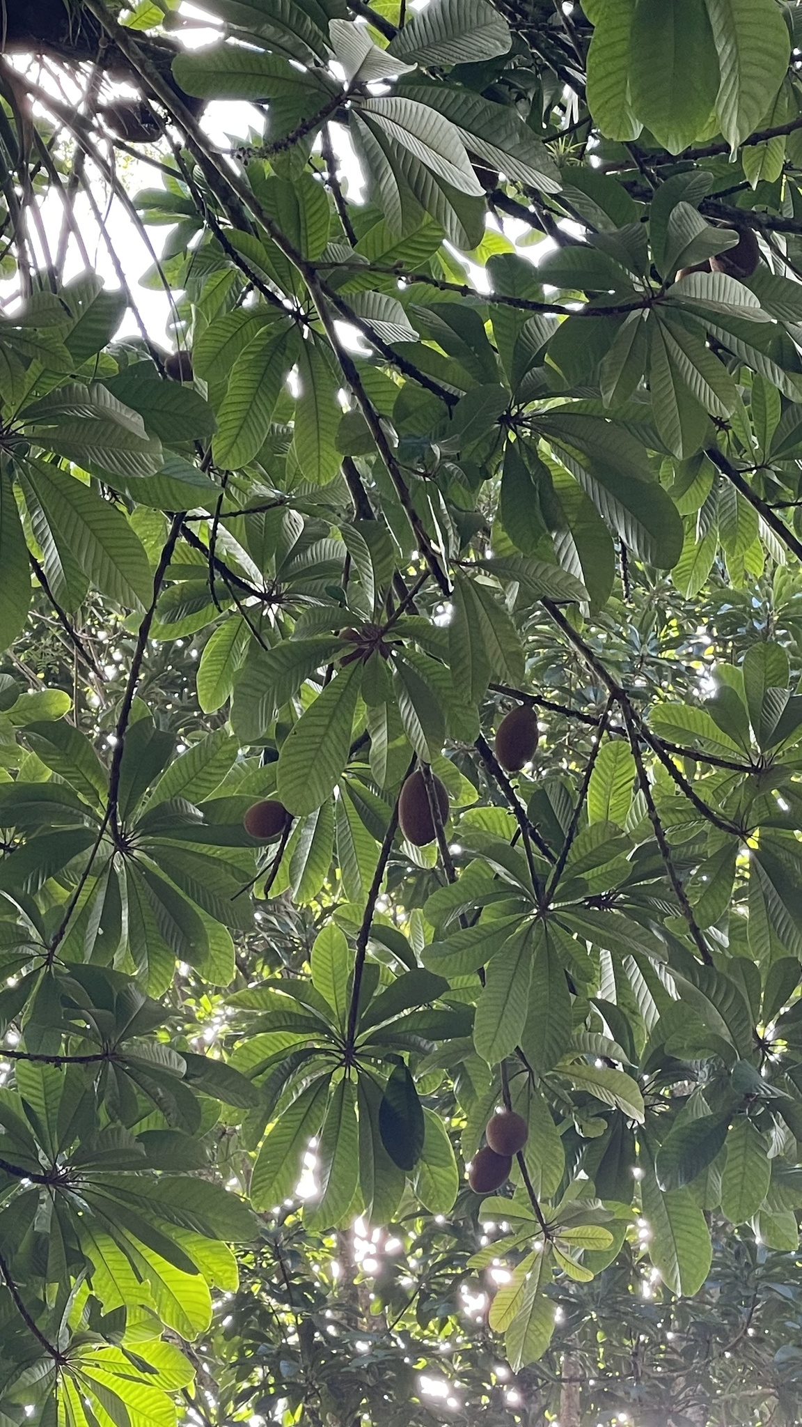 Imagem de Abiu-doce