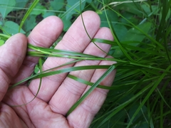 Carex tribuloides tribuloides