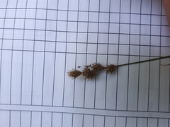 Carex tribuloides tribuloides
