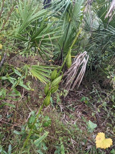 Foto de Orquídea-bambu