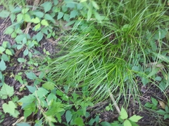 Carex tribuloides tribuloides