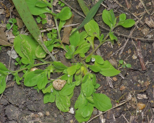 Nama jamaicensis (Nama jamaicensis)