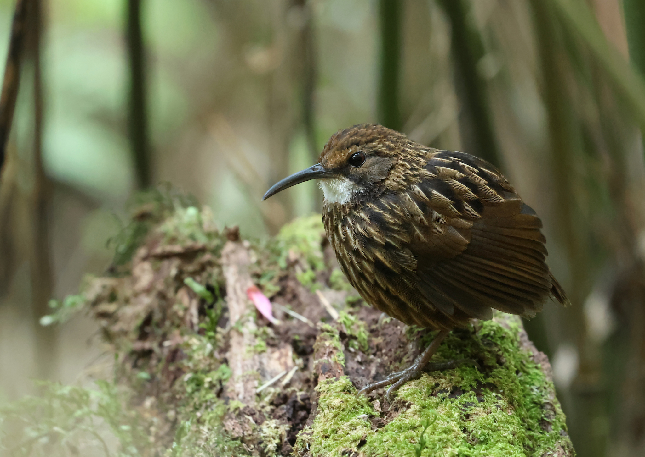 White-throated Wren-Babbler illustration