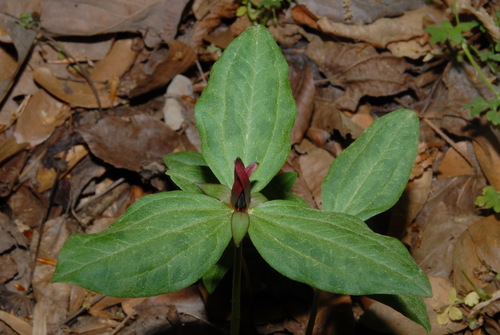 Image of Trillium lancifolium by (c) Brian Finzel, some rights reserved (CC BY-SA)