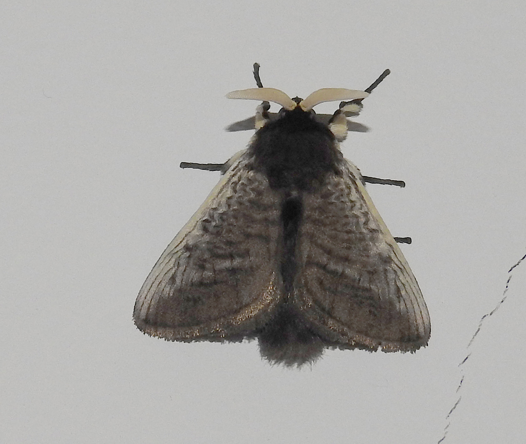 Podalia mallas