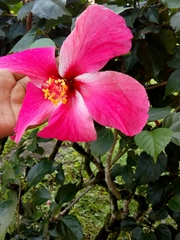 Hibiscus