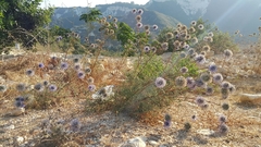 Echinops spinosissimus