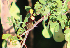 Senegalia wrightii