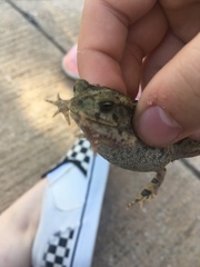 Anaxyrus fowleri