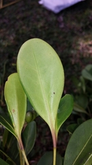 Peponidium