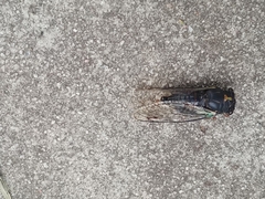 Neotibicen lyricen engelhardti
