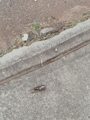 Neotibicen lyricen engelhardti