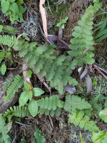 Anemia villosa (Anemia villosa)