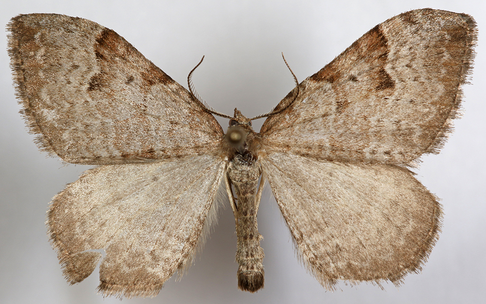 Xanthorhoe fossaria