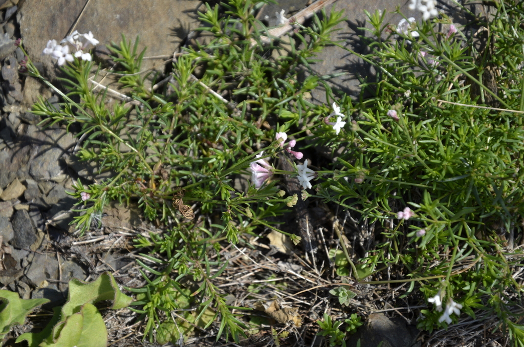 Cynanchica abchasica