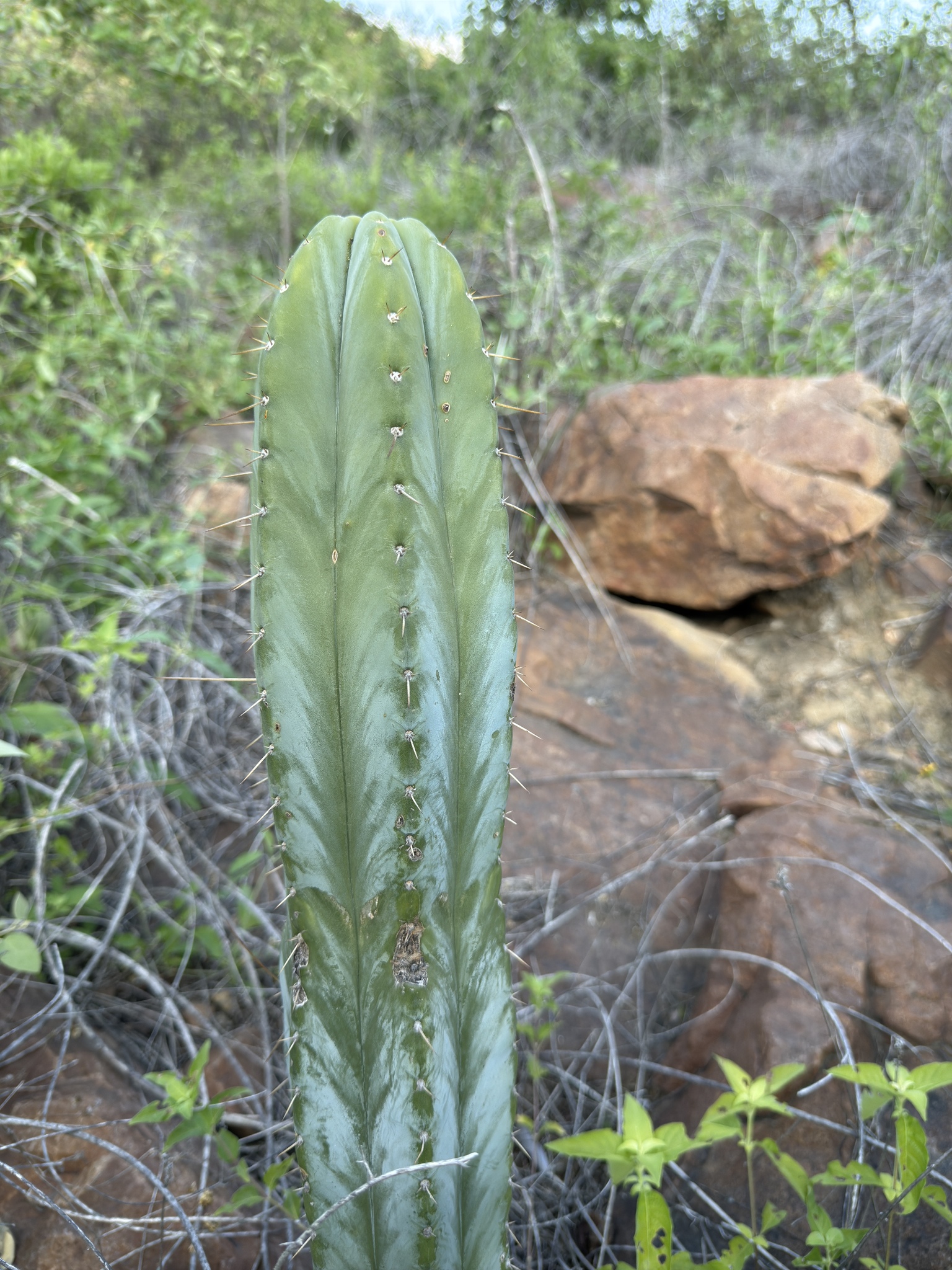 Imagem de Cacto San Pedro