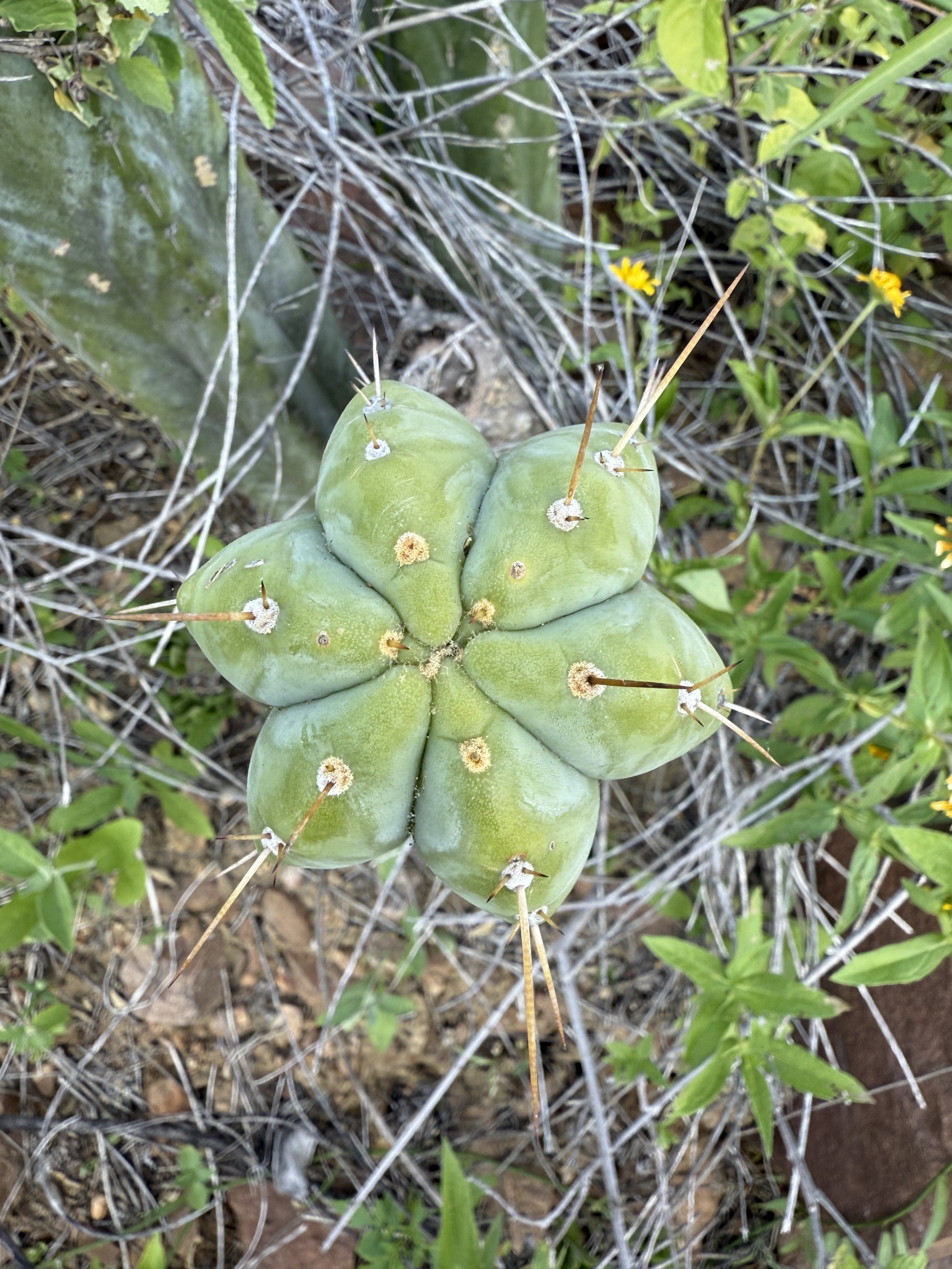 Imagem de Cacto San Pedro