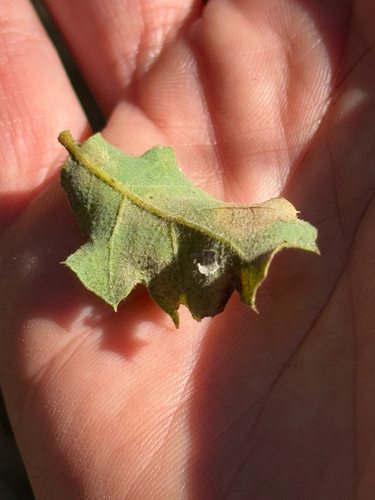 Towne's Oak