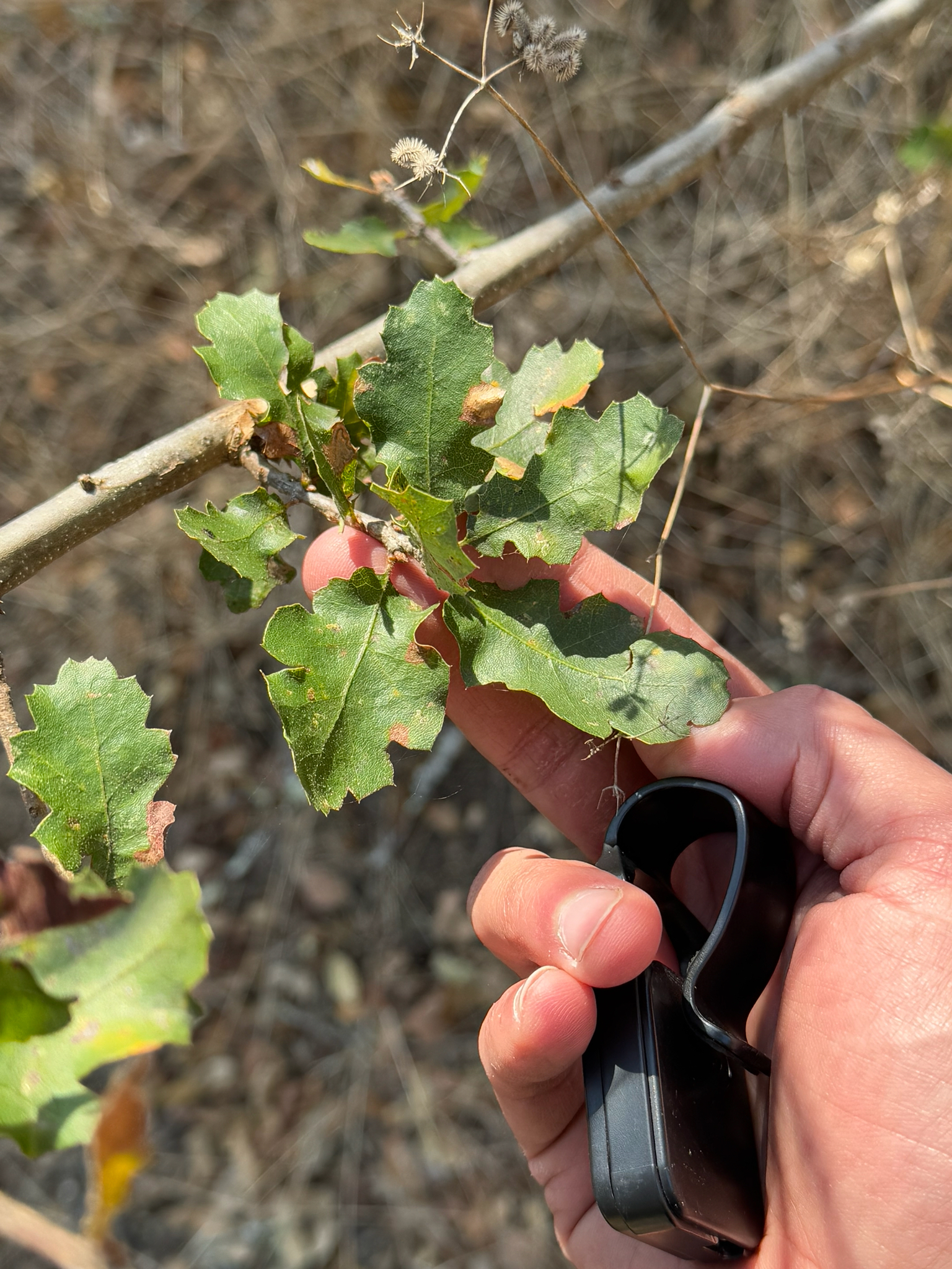 Quercus X townei