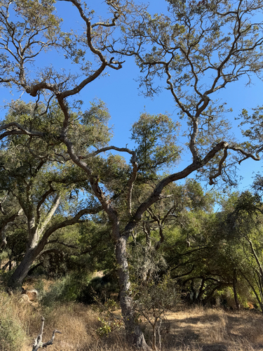 Towne's Oak