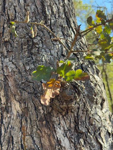 Towne's Oak
