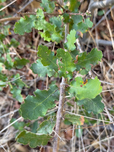 Towne's Oak