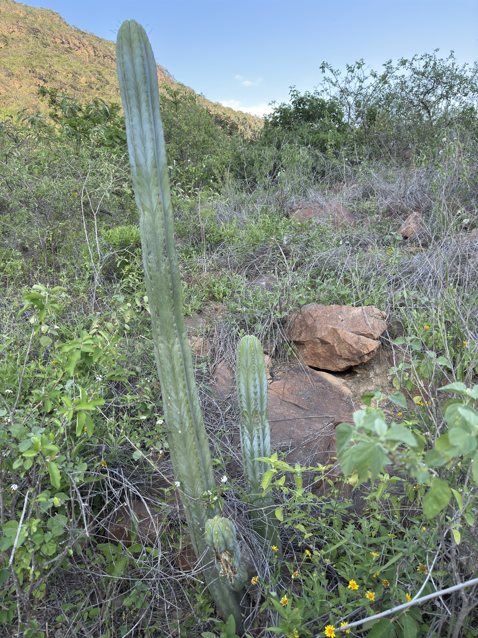 Imagem de Cacto San Pedro
