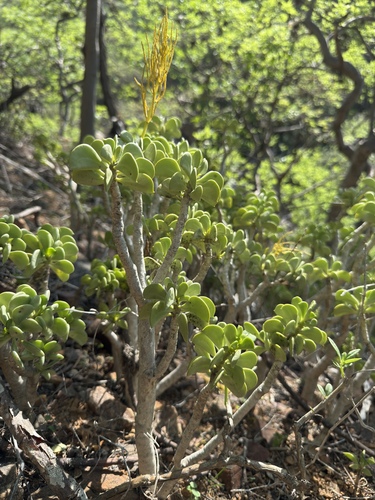 Peperomia dolabriformis (Peperomia dolabriformis)