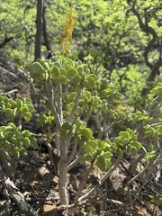 Peperomia dolabriformis, photograph Rob Felix, CC BY, iNaturalist via GBIF