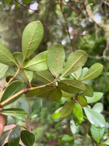 Foto de Cipó-uva