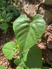 Ipomoea alba