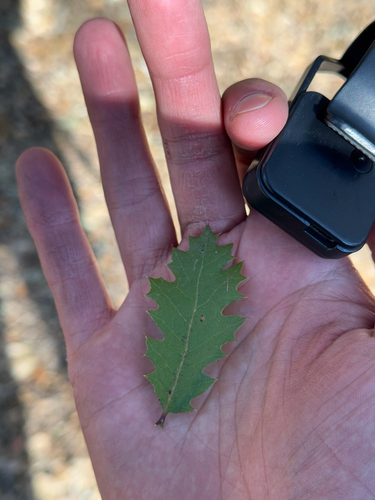 Towne's Oak