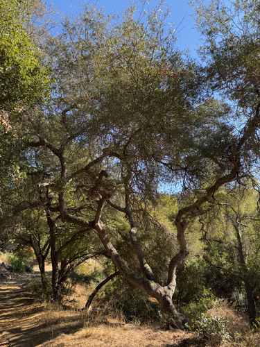 Towne's Oak