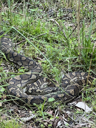 Coastal Carpet Python sighting