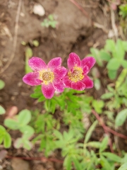 Anemone multifida