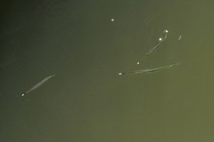 Zenarchopterus buffonis