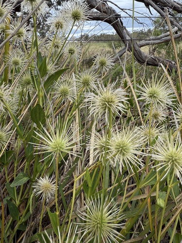 Clematis gentianoides, photograph 1