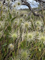 Clematis gentianoides, photograph (c) sblumen, some rights reserved (CC BY)