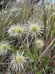 Clematis gentianoides, photograph (c) sblumen, some rights reserved (CC BY)