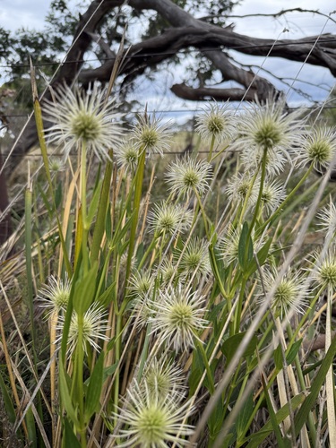Clematis gentianoides, photograph 2