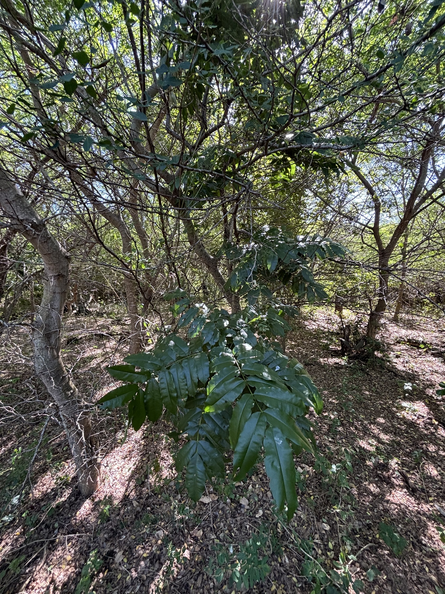 Imagem de Angelim-saia